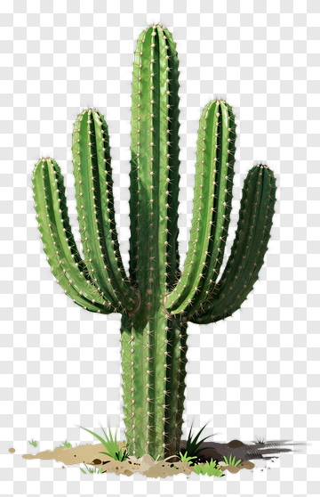 Cactus With Multiple Arms PNG