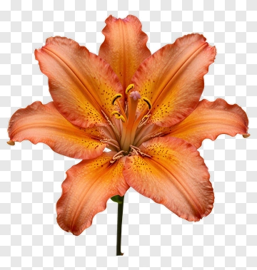 Orange Lily Flower PNG