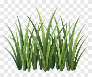 Realistic Grass Clump PNG