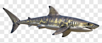 3D Shark Swimming PNG