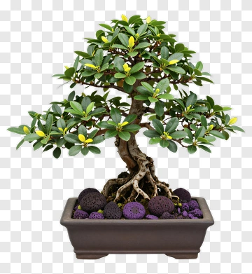 Bonsai Tree In Decorative Pot PNG