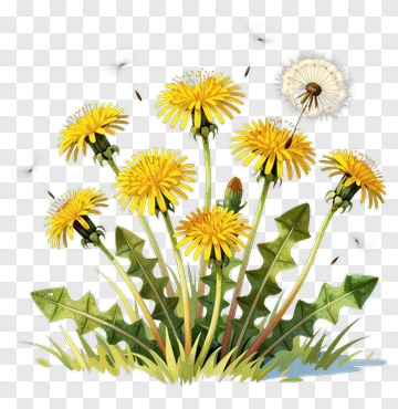 Dandelion Flowers In Bloom PNG