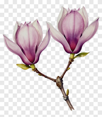 Magnolia Flower Branch PNG