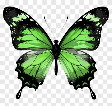 Colorful Green Butterfly PNG