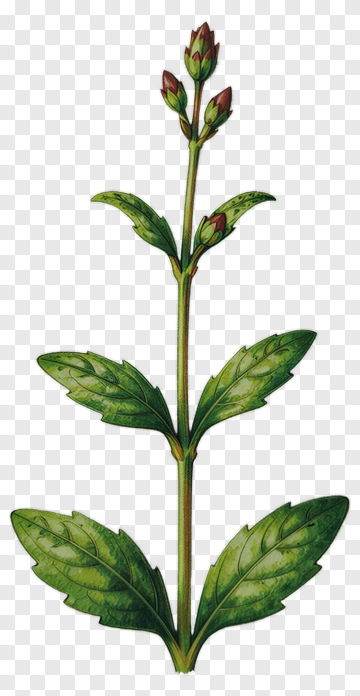 Plant With Green Leaves And Buds PNG