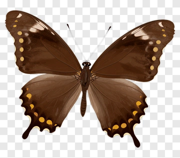 Brown Butterfly With Yellow Spots PNG