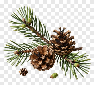 Pine Cone And Branch With Green Needles PNG