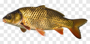 Carp Fish PNG