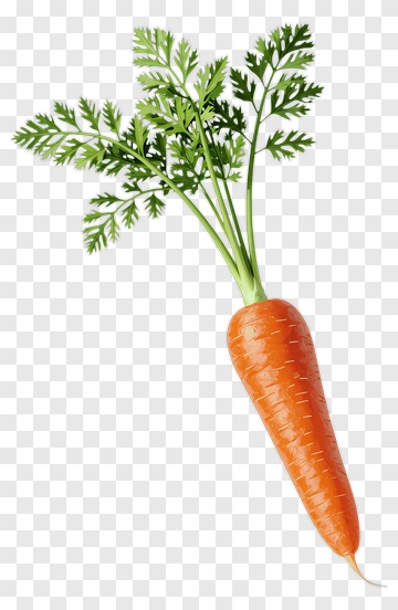 Fresh Carrot With Green Leaves PNG