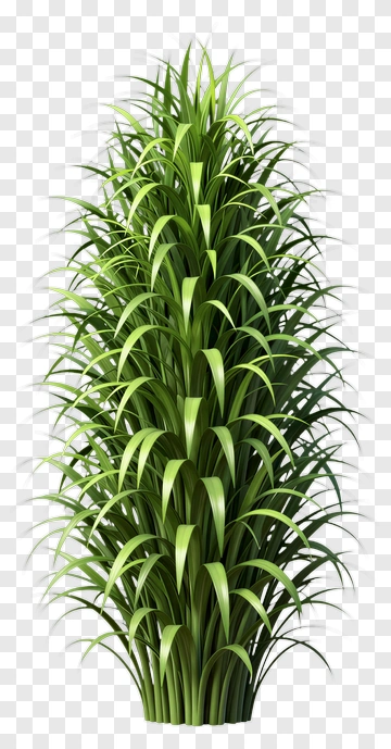 Tall Green Grass Plant PNG