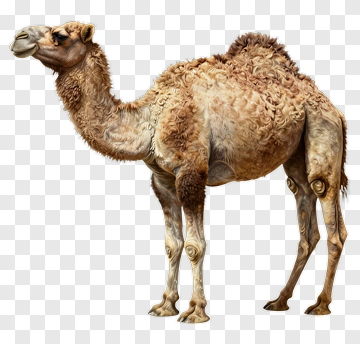 Realistic Camel Standing PNG