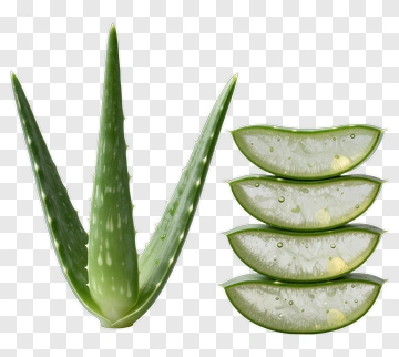 Aloe Vera Plant And Slices PNG