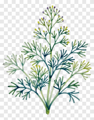 Watercolor Dill Plant PNG