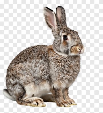 Realistic Rabbit Sitting PNG