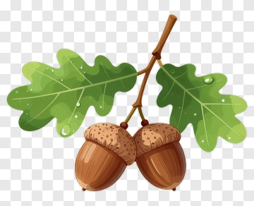 Oak Tree Branch With Acorns PNG