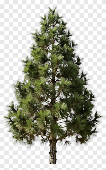 Pine Tree PNG