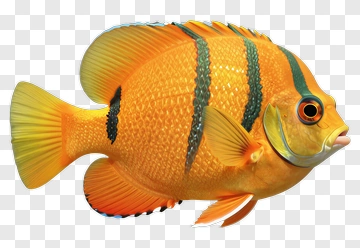 Colorful Fish With Orange And Yellow Stripes PNG