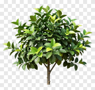 Green Tree PNG