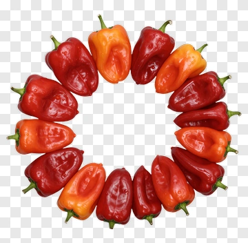 Colorful Bell Pepper Arrangement PNG