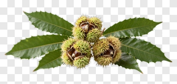 Chestnuts On Leaves PNG