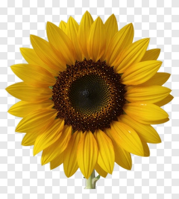 Sunflower PNG