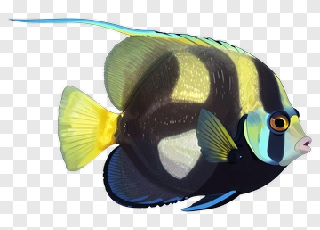 Colorful Fish With Blue And Yellow Accents PNG