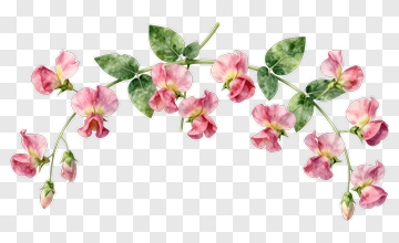Watercolor Pink Flower Arrangement PNG