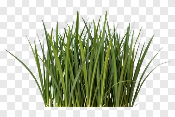 Green Grass PNG