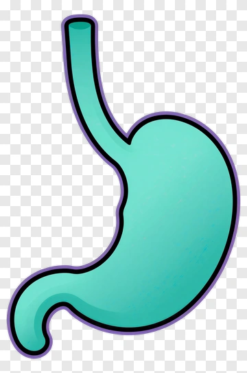 Cartoon Stomach Illustration PNG