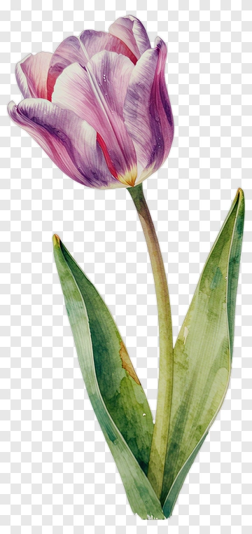Watercolor Purple Tulip PNG
