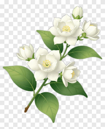 White Flowering Plant With Green Leaves PNG
