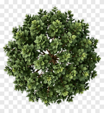 Green Tree Top View PNG
