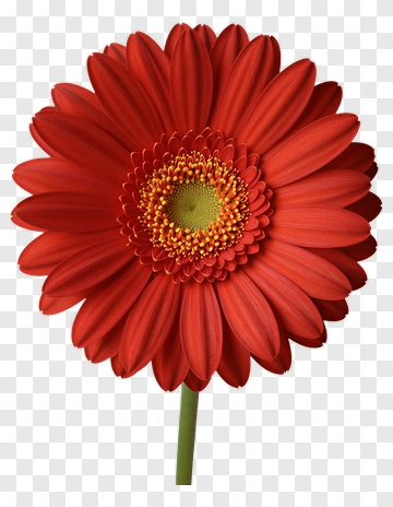 Red Gerbera Daisy Flower PNG