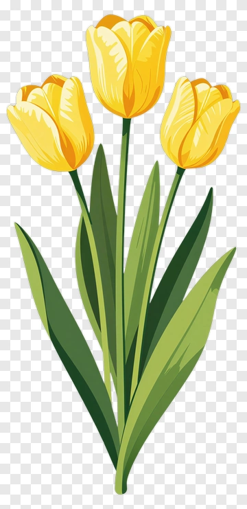 Yellow Tulips PNG
