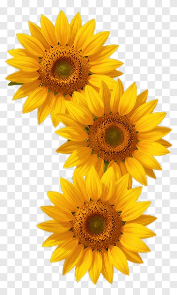 Three Sunflowers PNG