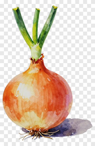 Watercolor Onion With Green Sprouts PNG