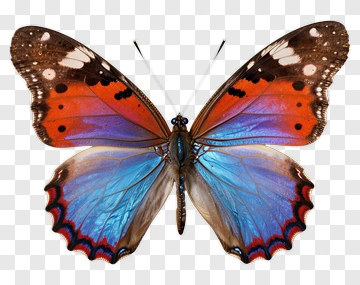 Colorful Butterfly With Blue And Orange Wings PNG