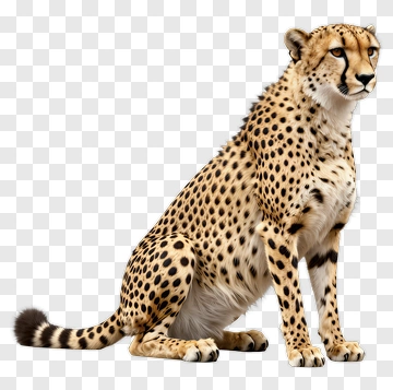 Realistic Cheetah Sitting PNG
