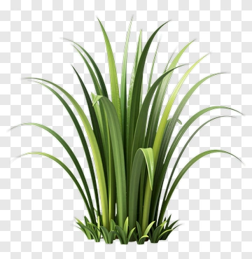 Green Grass Plant PNG