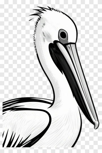 Pelican Illustration PNG
