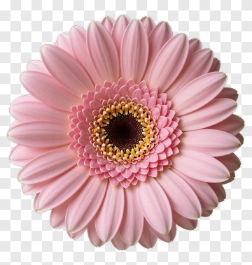 Pink Gerbera Daisy Flower PNG