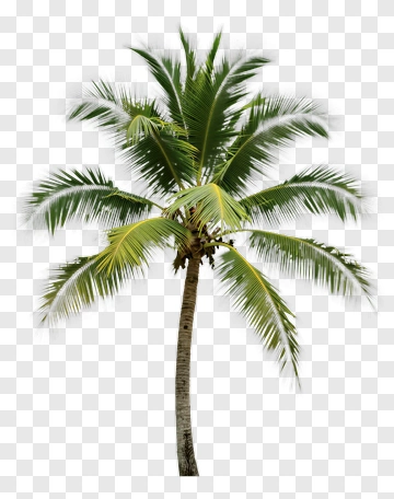 Coconut Palm Tree PNG