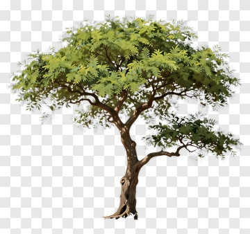 Tree With Green Foliage PNG