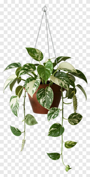 Hanging Pothos Plant In A Pot PNG