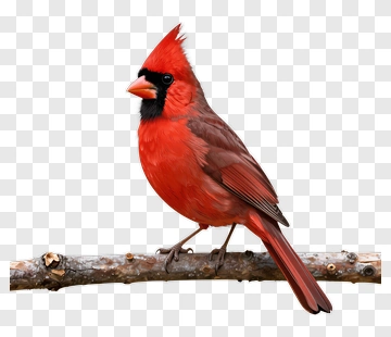 Red Cardinal Bird On A Branch PNG