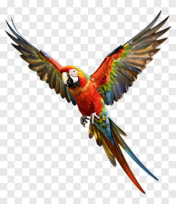Colorful Macaw Flying PNG