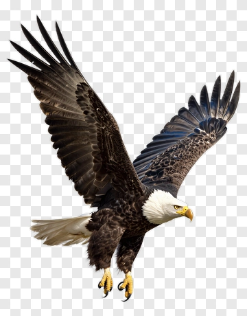 Bald Eagle In Flight PNG