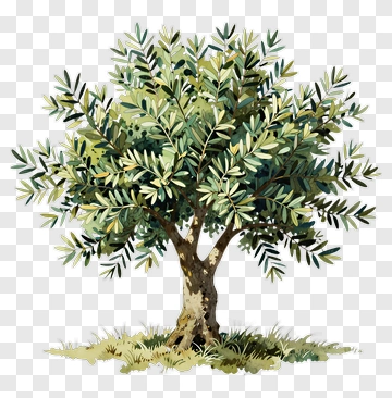 Olive Tree PNG