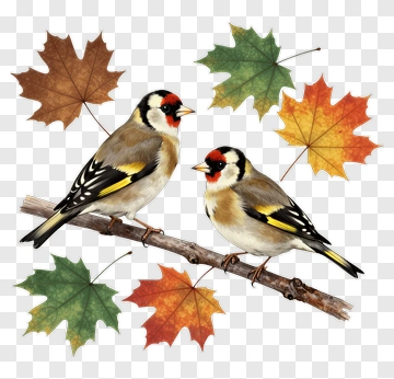 Goldfinches Sitting On A Branch With Autumn Leaves PNG