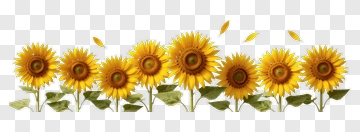 Row Of Sunflowers PNG